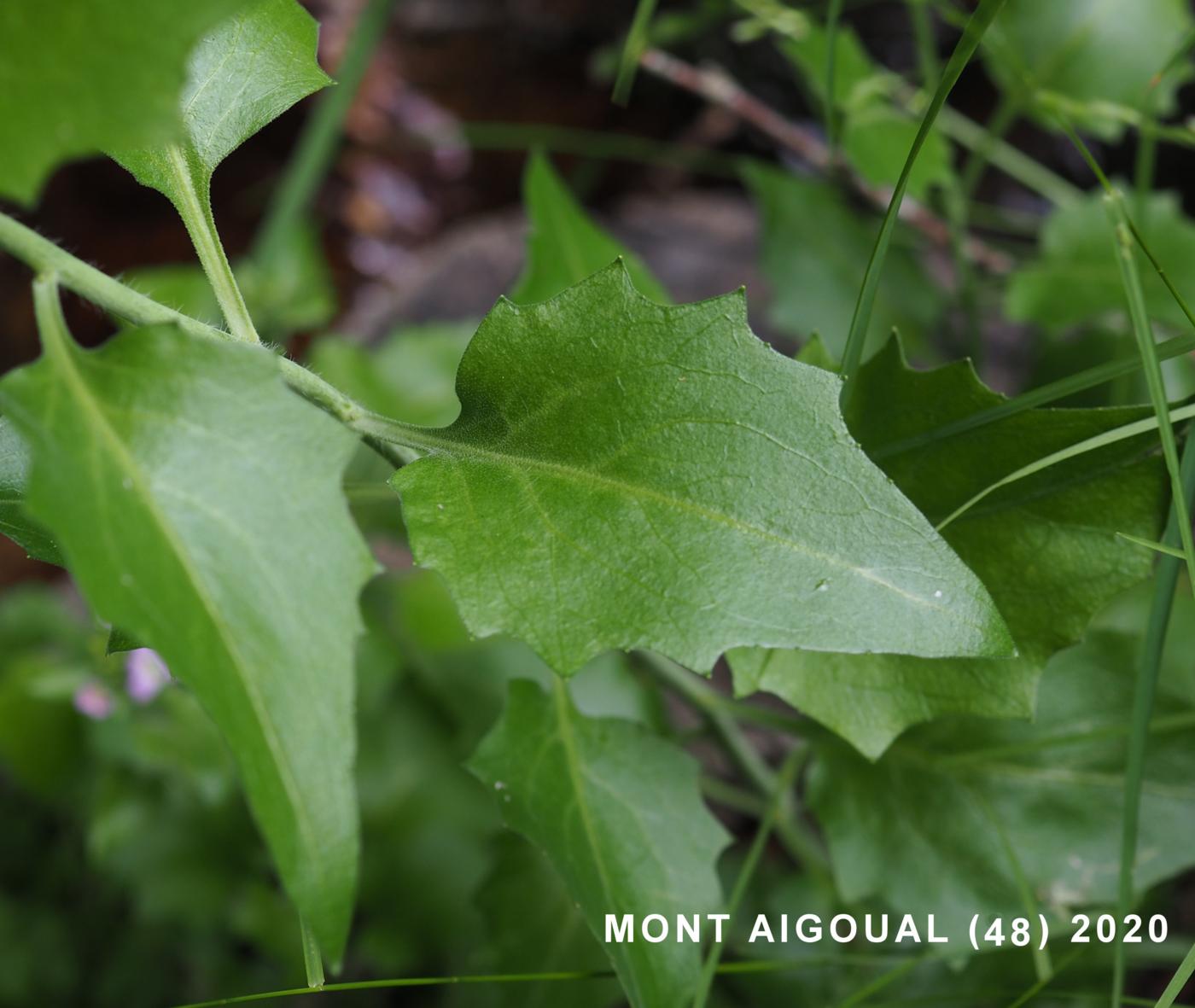 Rockcress, Cvenol leaf